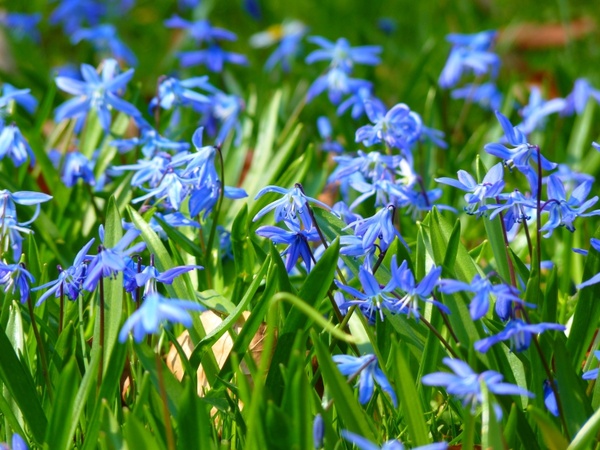 blue star scilla flower