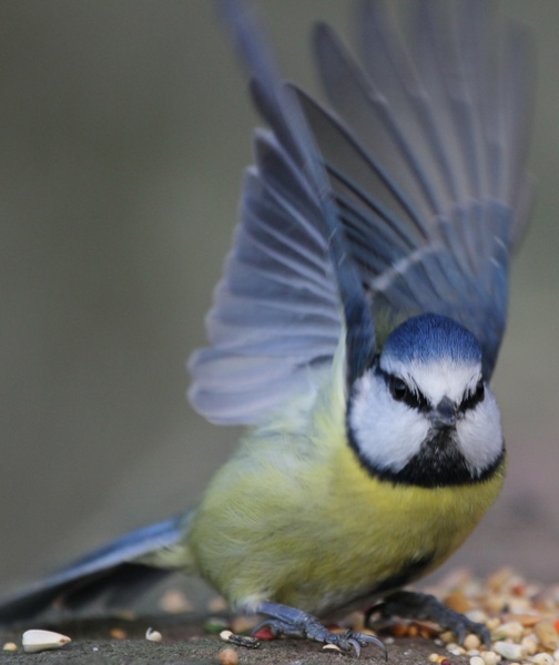 blue tit bird hungry