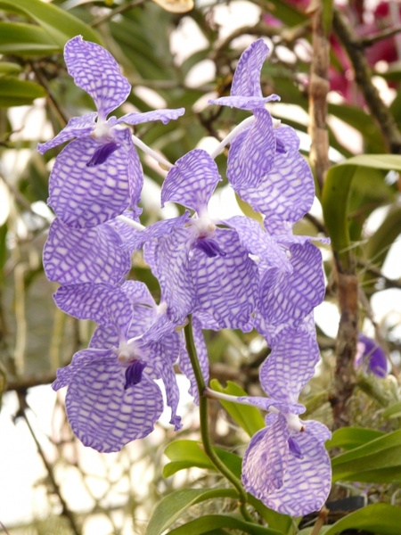 blue vanda orchid orchid blue