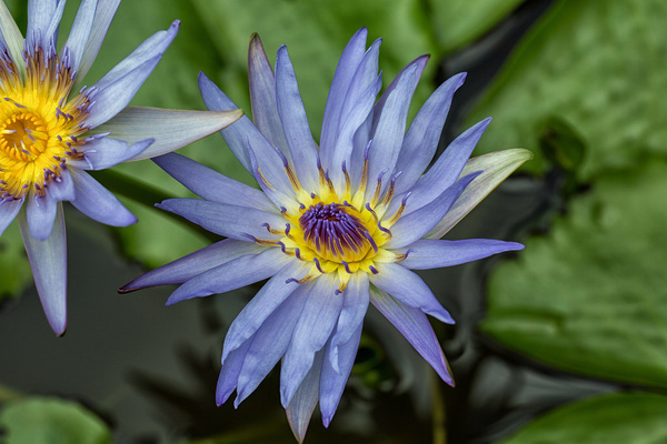 blue water lily 1