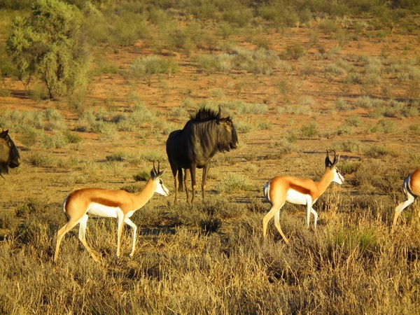 blue wildebeest springbok animal