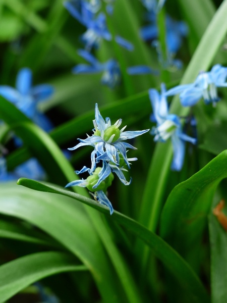 bluebell flower blue