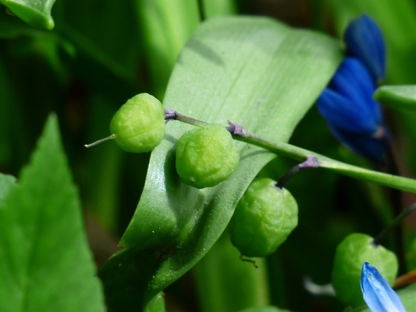 bluebell fruits capsules