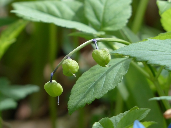 bluebell fruits capsules