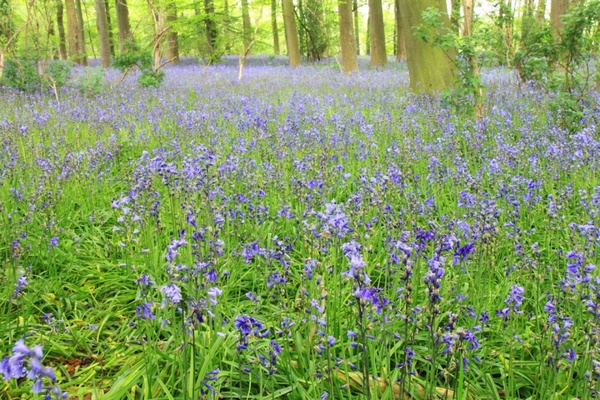 bluebells in forest