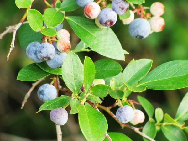 blueberries berry fruit 