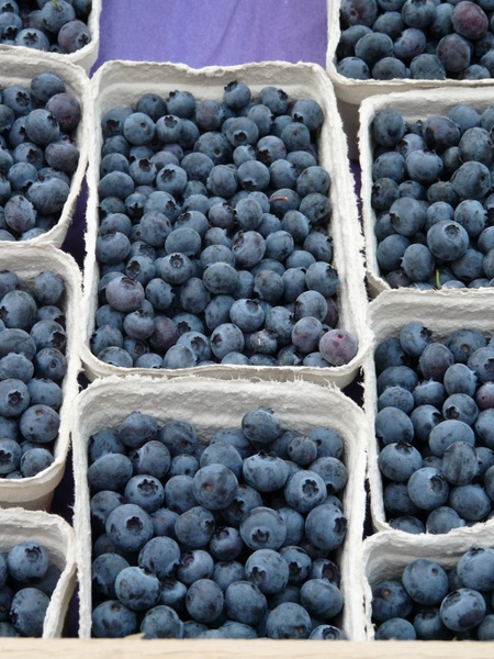 blueberry vaccinium myrtillus berries