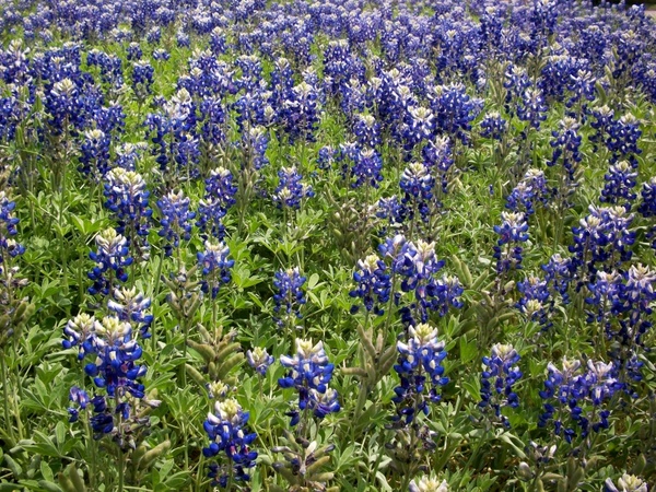 bluebonnets field wildflowers 