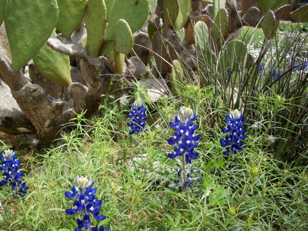 bluebonnets wildflower cactus 