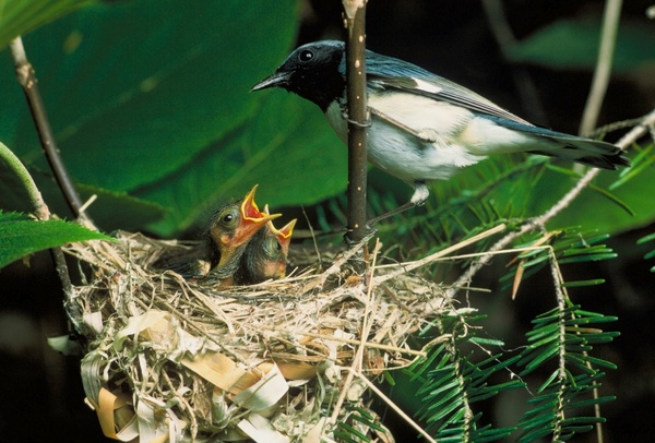blue-throated blue warbler bird nest