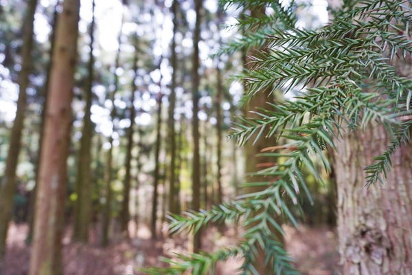 blur branch bright coniferous evergreen fir forest