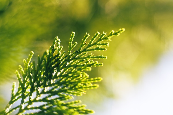 blur branch conifer dof evergreen fern fir flora