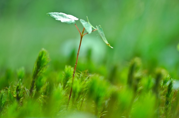 blur bug closeup dew dof drop field forest grass