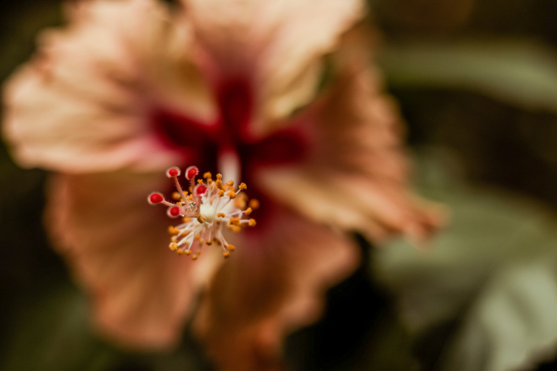 blurred hibiscus backdrop picture contrast pistil closeup 
