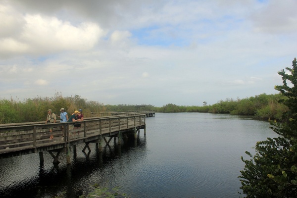 boardwalk on nature trail at everglades national park florida