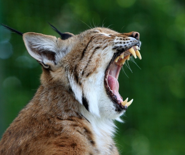 bobcat lynx wildcat