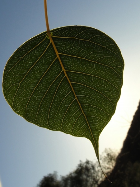 bodhi leaf green leaf leaf
