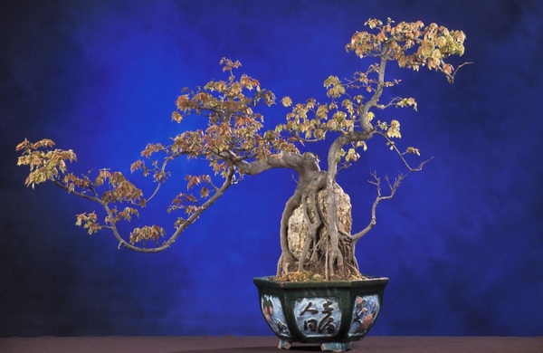 bonsai acer buergerianum bonsai tree 