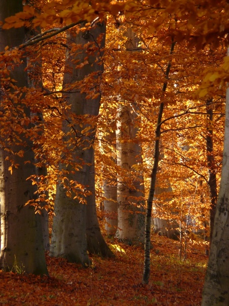 book beech wood golden autumn