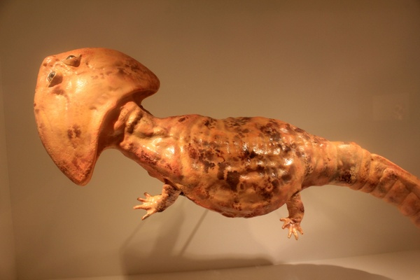 boomerang headed amphibian