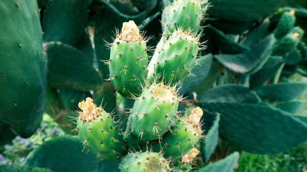 botany cacti cactus desert flower garden growth