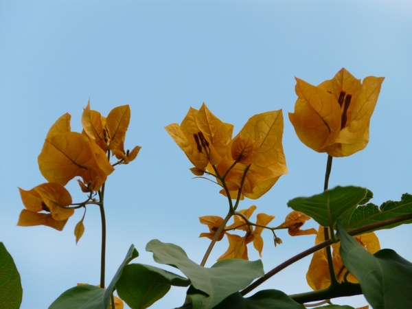 bougainvillea inflorescence yellow