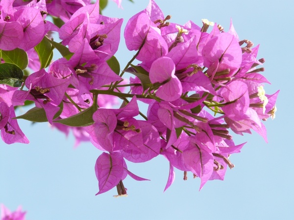 bougainvillea pink flower