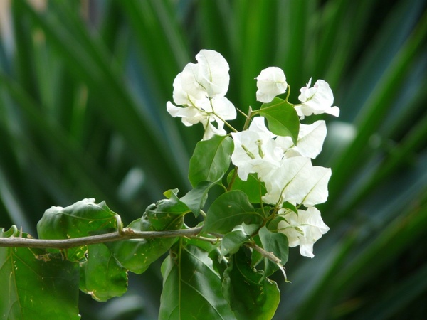 bougainvillea white flower