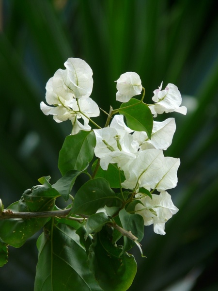 bougainvillea white flower