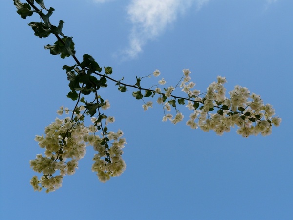 bougainvillea white sky