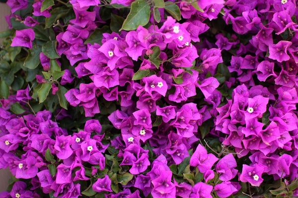 bougainvillea with purple blossoms
