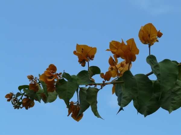 bougainvillea yellow orange
