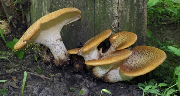 bracket fungi mushroom mushrooms 