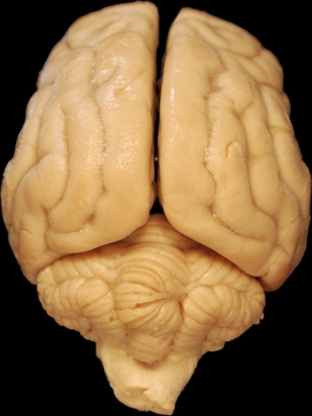 brain anatomy dog 