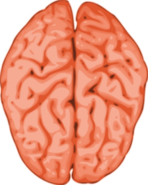 Brain clip art