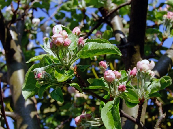 branch apple blossom bud