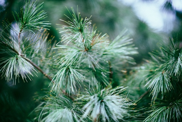 branch bright closeup color conifer coniferous