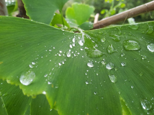 branch close up drop droplet leaf nature rain water