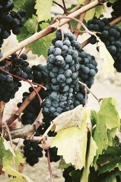 branch close up fruit grape leaf vine vineyard wine
