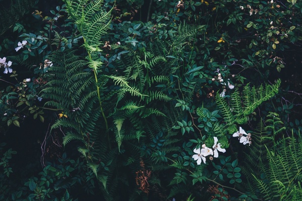 branch conifer echinoderm evergreen fern foliage