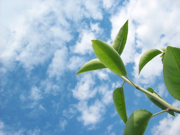 branch on sky background 