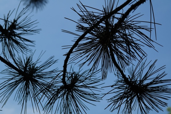 branch pine needles needles