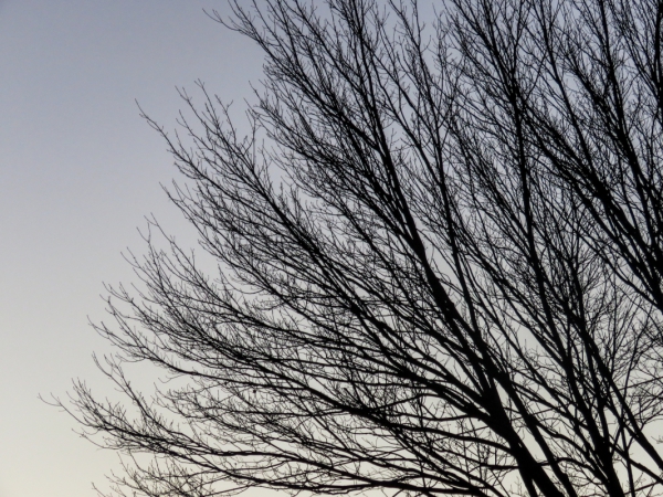 branches 2