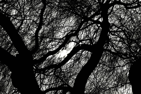 branches background nature