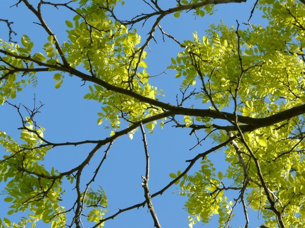 branches robinia spring