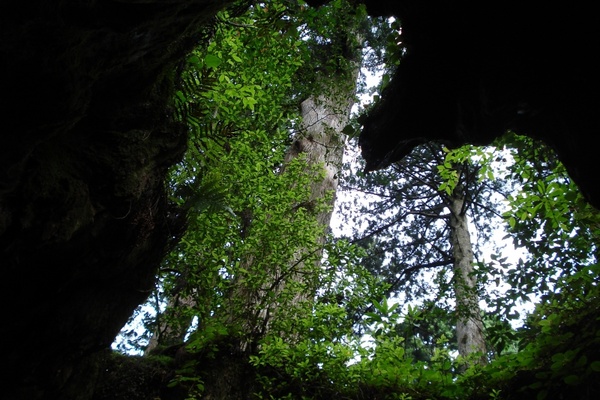 branches tree cave