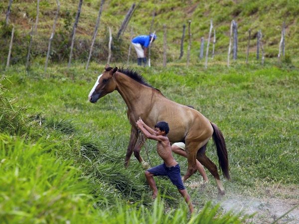 brazil countryside horse