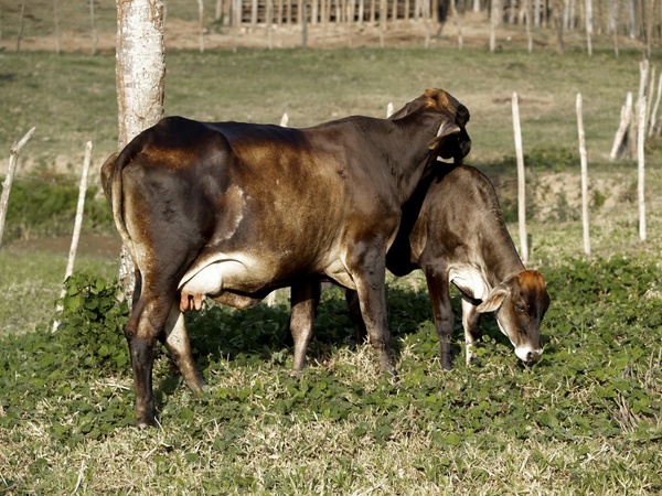 brazil cows animals 