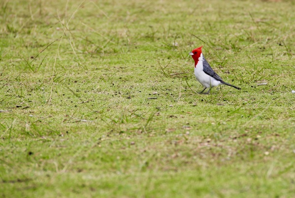 brazillian cardinal bird on grass