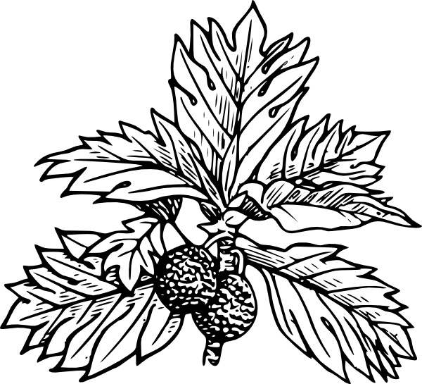 Breadfruit clip art 